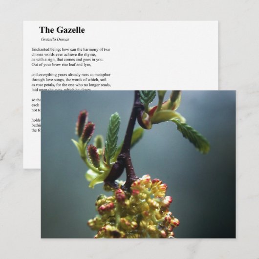 ザガゼル ポストカード (正面/裏面)