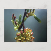 ザガゼル ポストカード (正面)