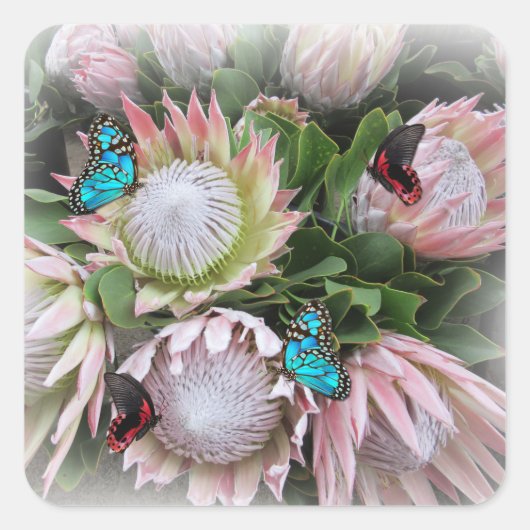 ザキングプロテア スクエアシール (正面)