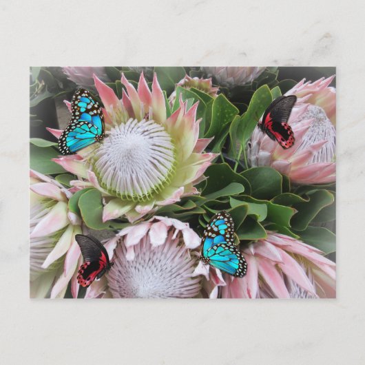 ザキングプロテア ポストカード (正面)