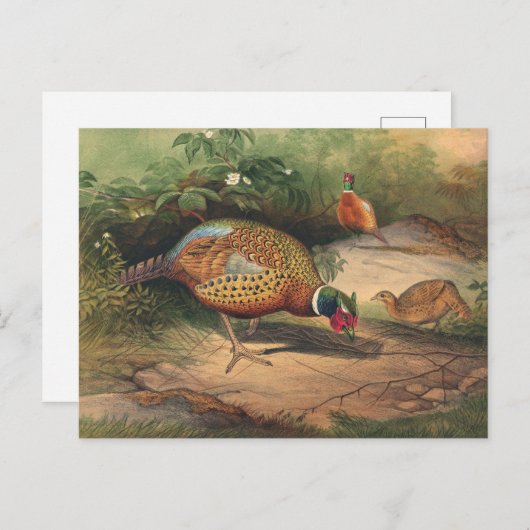 ザキ中国のジアントバイジョセフウルフ ポストカード (正面/裏面)