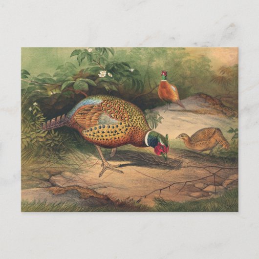 ザキ中国のジアントバイジョセフウルフ ポストカード (正面)