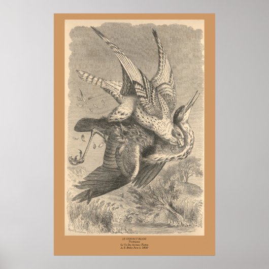 ザギャルファルコン ポスター (正面)