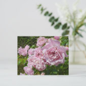 ザクイーンオブスウェーデンバラ ポストカード (スタンド正面)