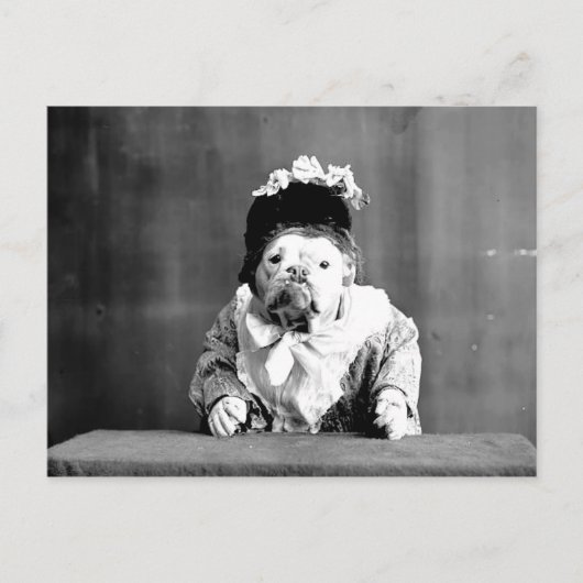 ザクイーンブルドッグ葉書 ポストカード (正面)