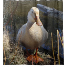 ザクセンのアヒル