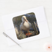 ザクセン・ダック・ステッカー スクエアシール (封筒)