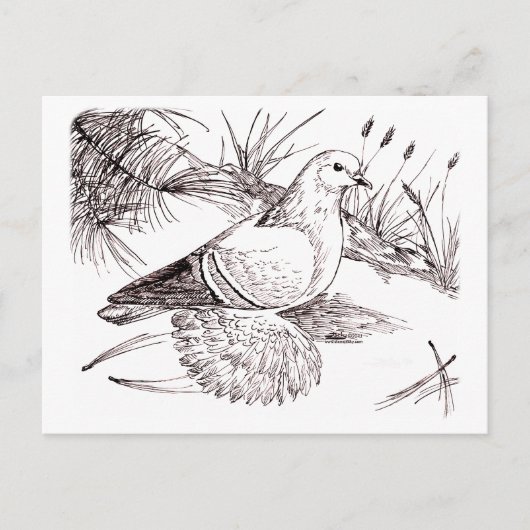 ザクソン野鳥 ポストカード (正面)