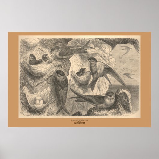 ザクリフスワローズ ポスター (正面)