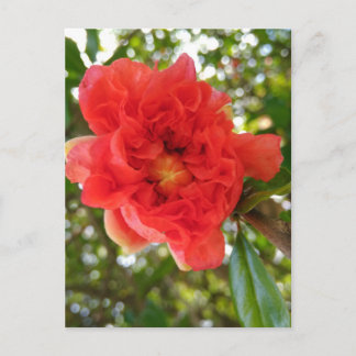 ザクロの花のポストカード ポストカード