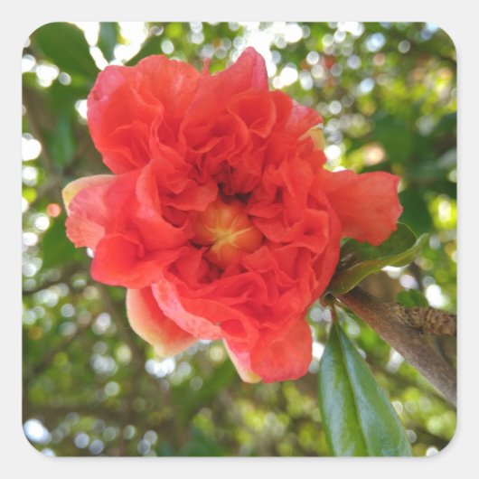 ザクロの花 スクエアシール (正面)