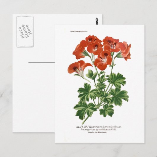 ザクロの花 ポストカード (正面/裏面)