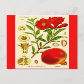 ザクロはがき ポストカード (正面)