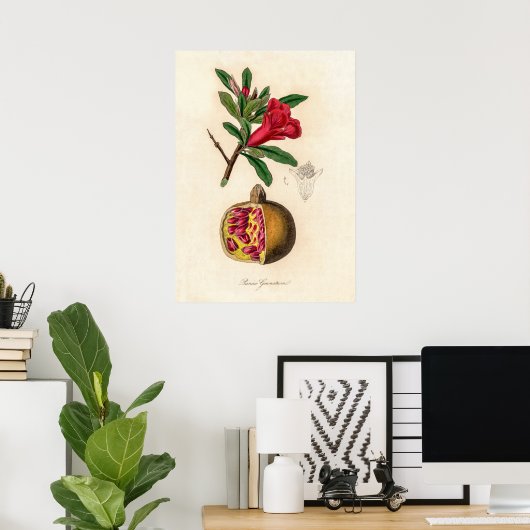 ザクロヴィンテージイラストレーション ポスター (ホームオフィス)