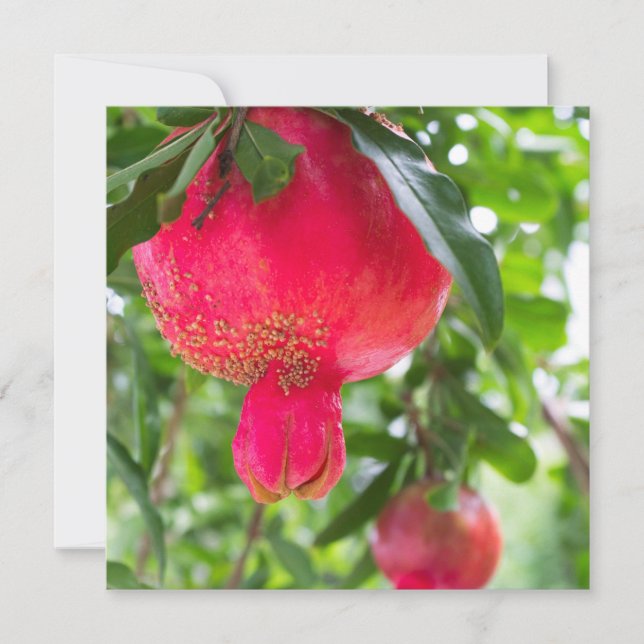 ザクロ果実 (正面)