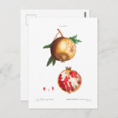 ザクロ植物葉書 ポストカード (正面/裏面)