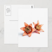 ザクロ花 ポストカード (正面/裏面)