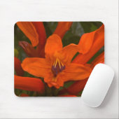 ザクロ開花 マウスパッド (マウス)