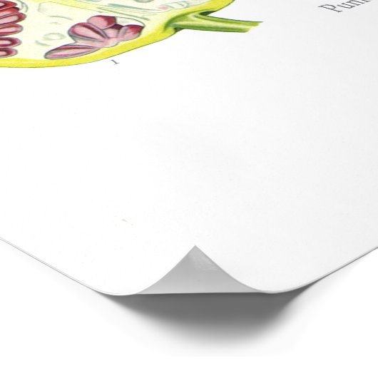 ザクロ（ザクロ） ポスター (角)