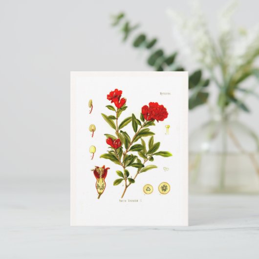 ザクロ（ザクロ） ポストカード (スタンド正面)