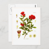 ザクロ（ザクロ） ポストカード (正面/裏面)