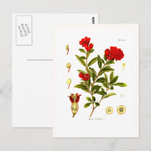 ザクロ（ザクロ） ポストカード (正面/裏面)