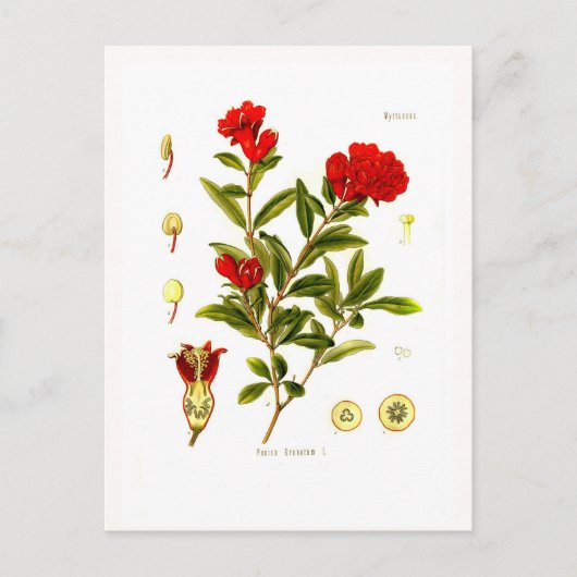 ザクロ（ザクロ） ポストカード (正面)