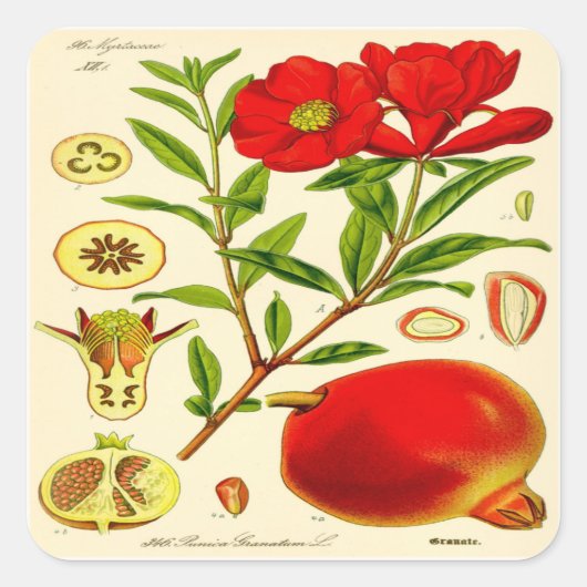 ザクロ スクエアシール (正面)