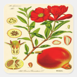 ザクロ スクエアシール