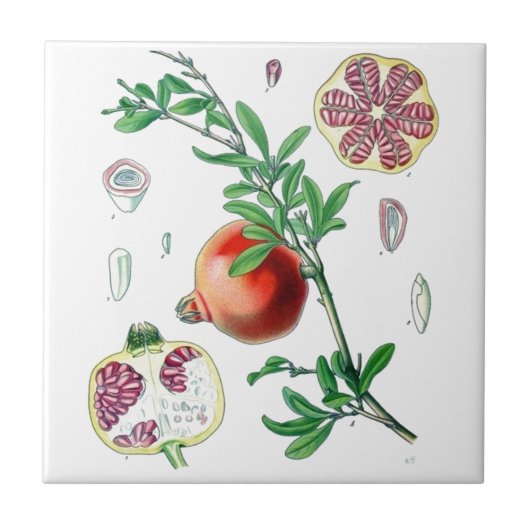 ザクロ タイル (正面)