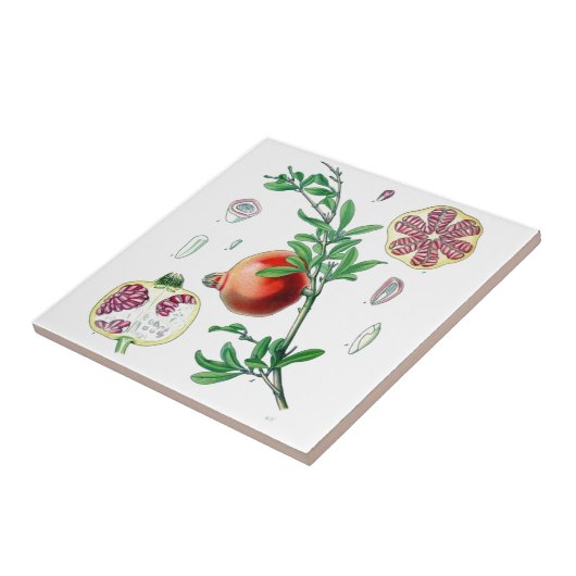 ザクロ タイル (側面)