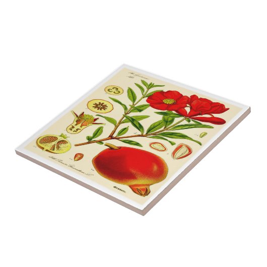 ザクロ タイル (側面)