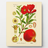 ザクロ フォトプラーク (正面)