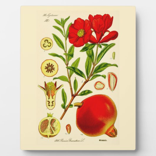 ザクロ フォトプラーク (正面)