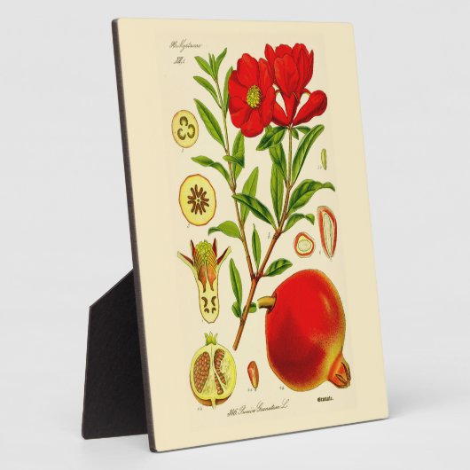 ザクロ フォトプラーク (側面)