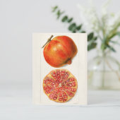 ザクロ（プニカグラナタム）フルーツ絵画ズ ポストカード (スタンド正面)