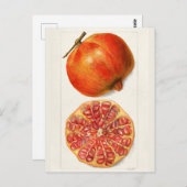 ザクロ（プニカグラナタム）フルーツ絵画ズ ポストカード (正面/裏面)