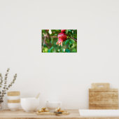 ザクロ ポスター (キッチン)