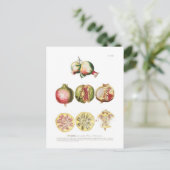 ザクロ ポストカード (スタンド正面)