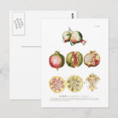 ザクロ ポストカード (正面/裏面)