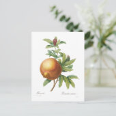 ザクロ ポストカード (スタンド正面)