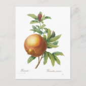 ザクロ ポストカード (正面)