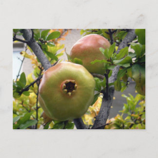 ザクロ ポストカード