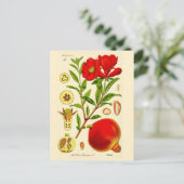 ザクロ ポストカード (スタンド正面)