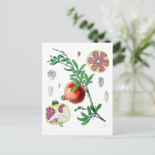 ザクロ ポストカード (スタンド正面)