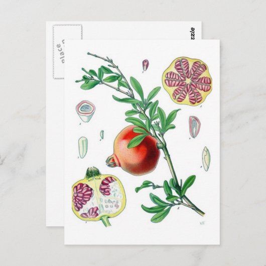 ザクロ ポストカード (正面/裏面)