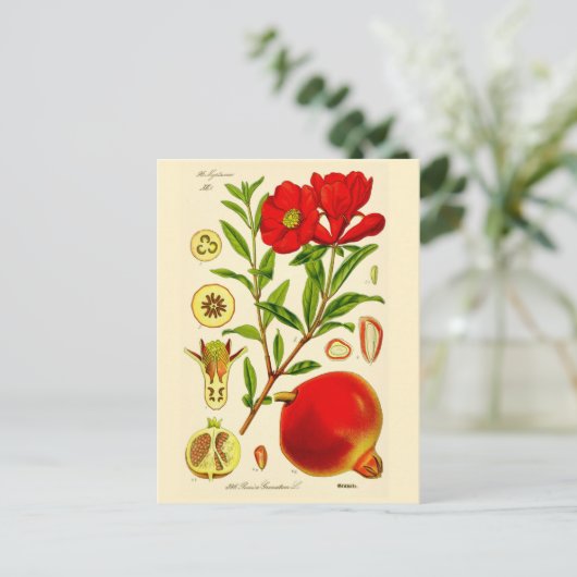 ザクロ ポストカード (スタンド正面)