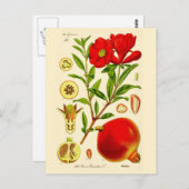 ザクロ ポストカード (正面/裏面)