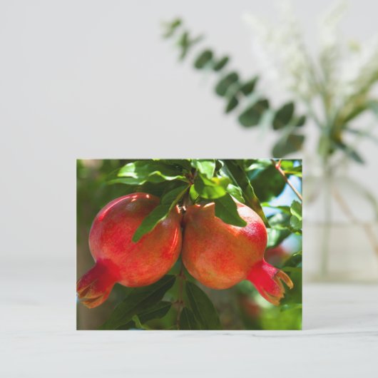 ザクロ ポストカード (スタンド正面)