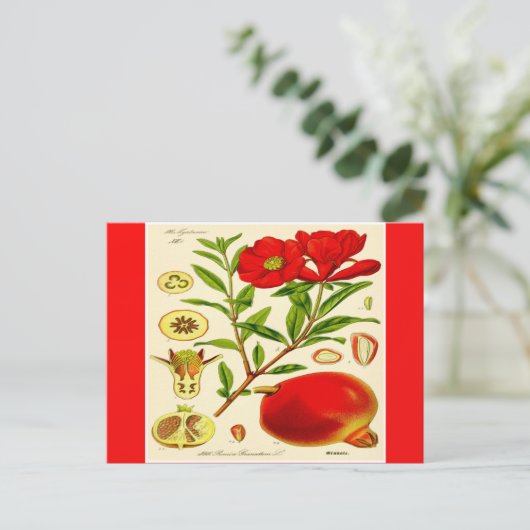 ザクロ ポストカード (スタンド正面)